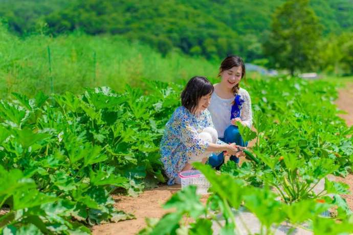 ルスツファーム収穫体験で野菜を収穫中の2人