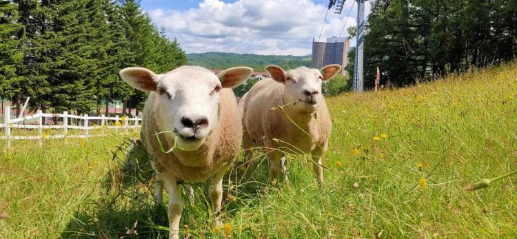 北海道虻田郡留寿都にあるルスツリゾートのひつじひろば