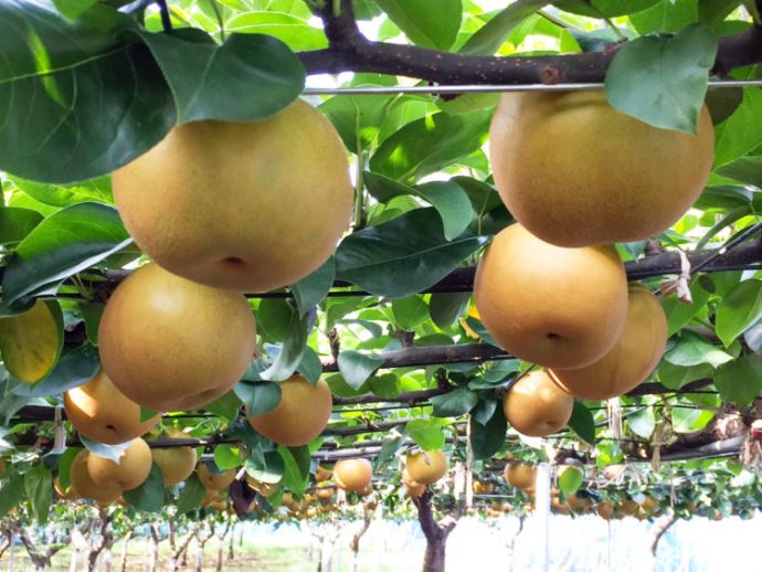 芝口果樹園の梨の画像