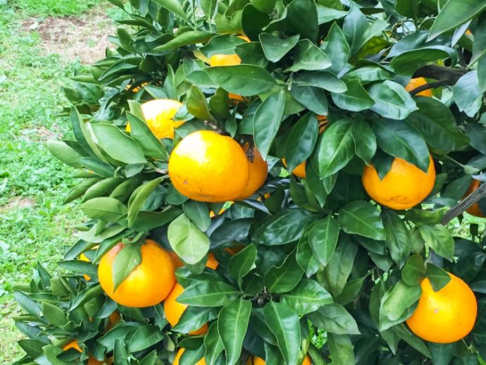 芝口果樹園のみかんの画像