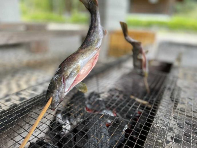 岡山県新見市にある別所アウトドアスポーツセンターで釣れた魚