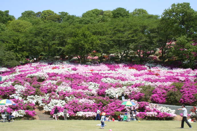 西山公園のつつじの花の様子