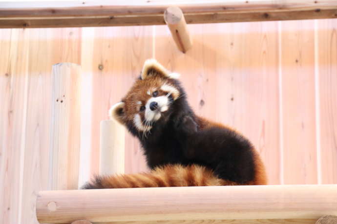 西山公園のレッサーパンダ