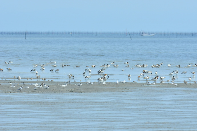 鹿島市の干潟に集まる鳥たち