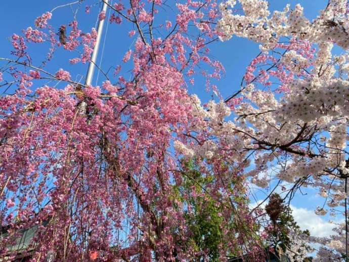 「寒河江八幡宮」境内で開花した桜