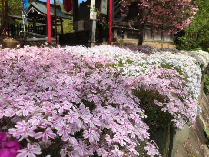 「寒河江八幡宮」境内で開花した芝桜