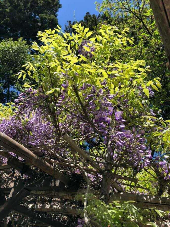 「寒河江八幡宮」境内で開花した藤