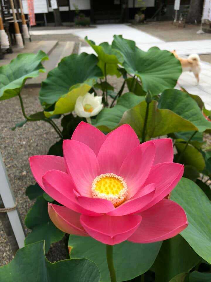 「寒河江八幡宮」境内で開花した蓮