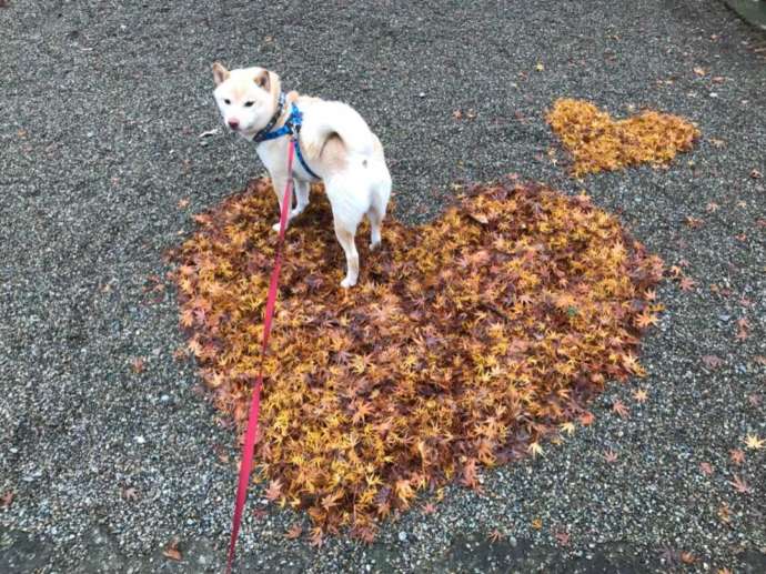 「寒河江八幡宮」のリアル狛犬「たけゆき」