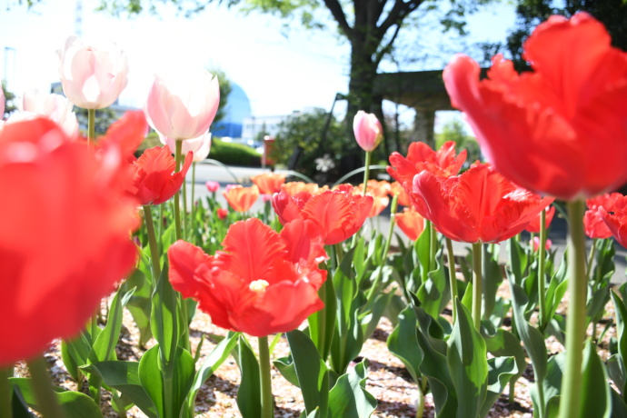 オランダとの交流の中で植えられた三芳町のチューリップ