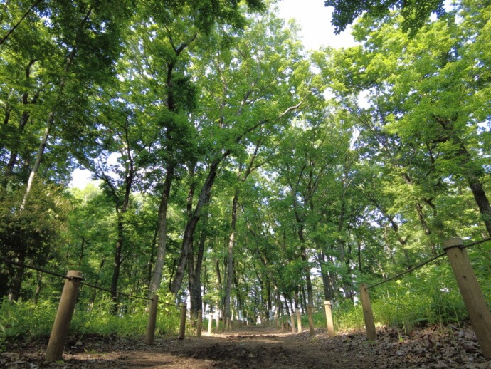 三芳町の平地林