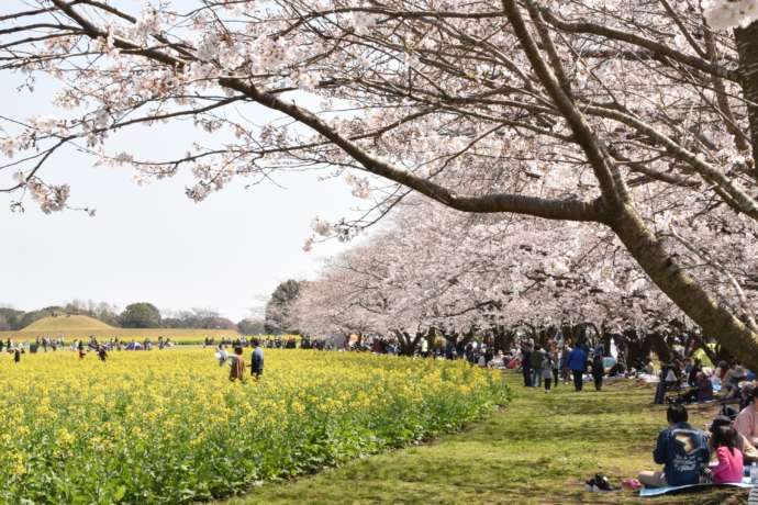 春の西都原古墳群でお花見をする人々