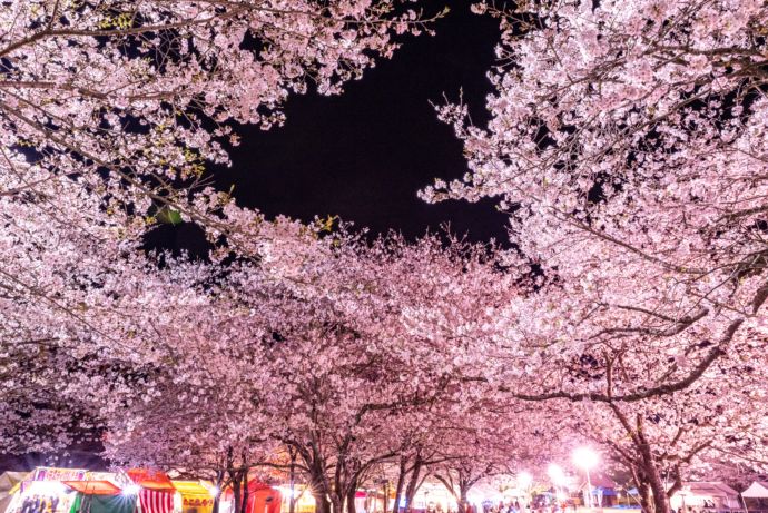 西都原古墳群での花まつりの様子