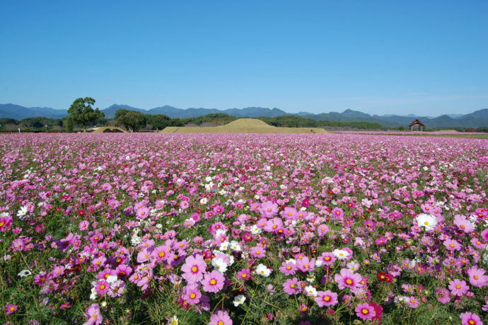 西都原古墳群に広がる一面のコスモス