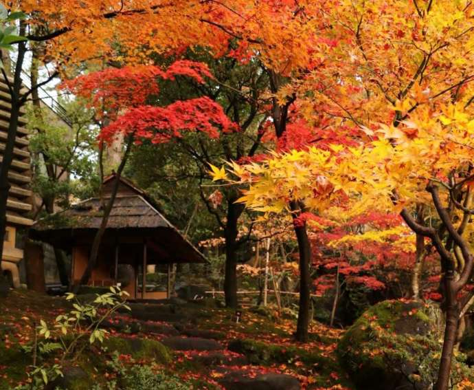 紅葉シーズンの庭園の様子