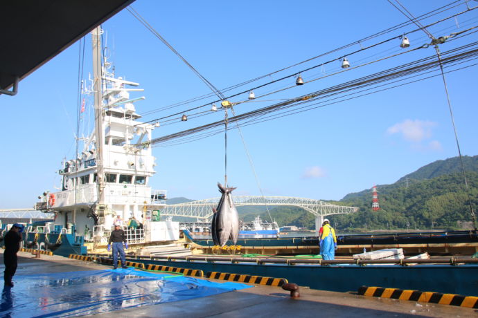 境漁港でマグロを水揚げする風景