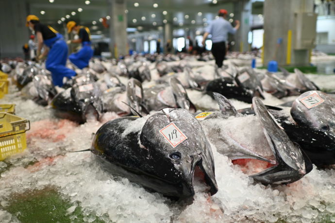 境港魚市場に並ぶ氷漬けされたマグロの景観