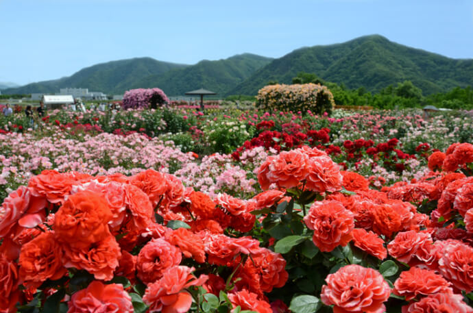 坂城町の「さかき千曲川バラ公園」