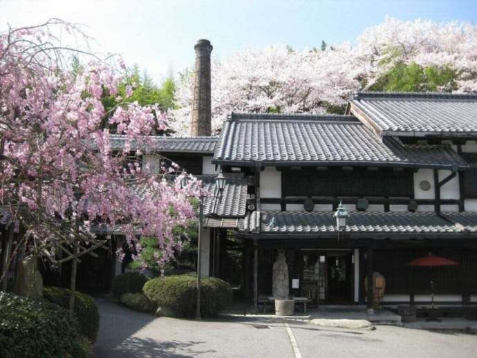 「市之倉さかづき美術館」近所にある「幸兵衛窯資料館」の外観と桜花（春）