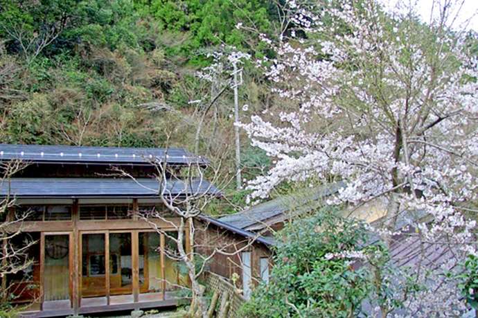 「渓流魚料理のお店 醒井楼」の外観と開花した桜（春）