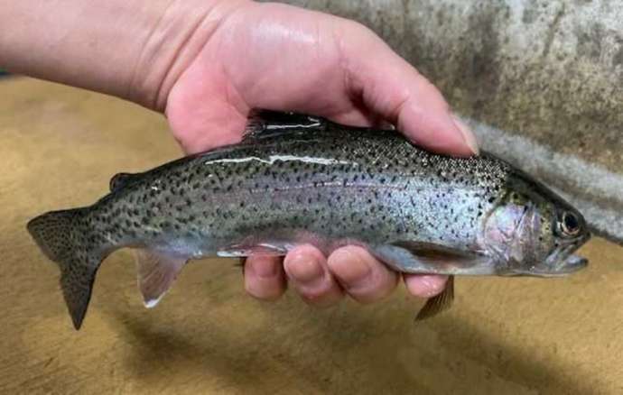 「渓流魚料理のお店 醒井楼」で塩焼きにされる釣り上げられたニジマス