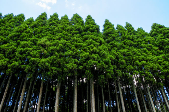 山武杉の森林