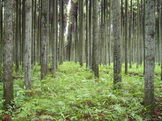 山武杉の林の様子