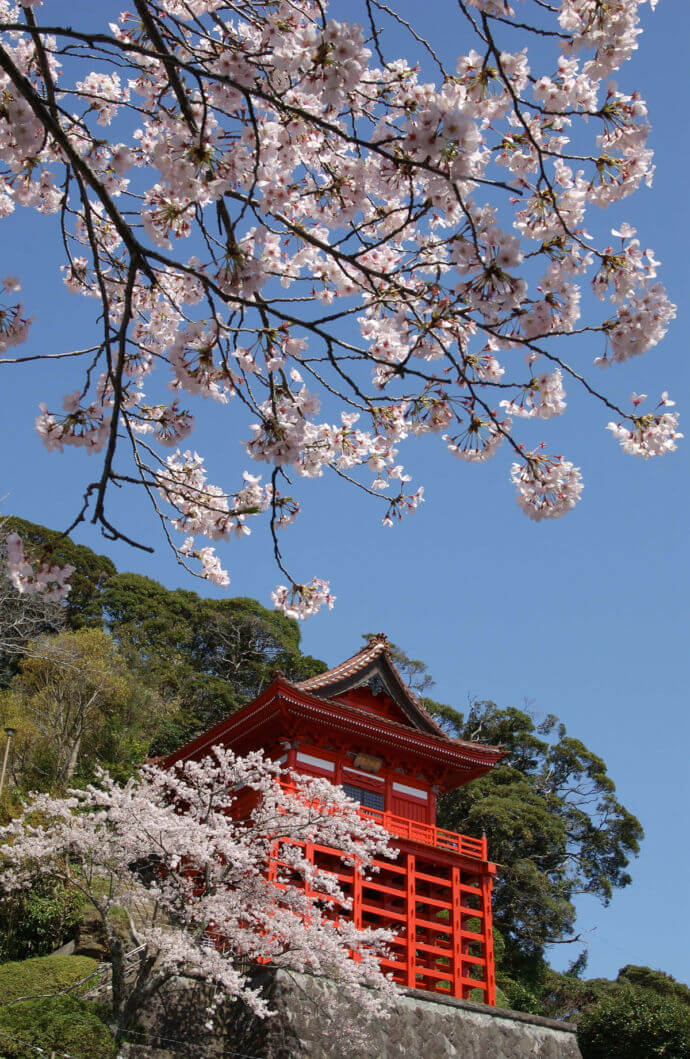 浪切不動院と桜