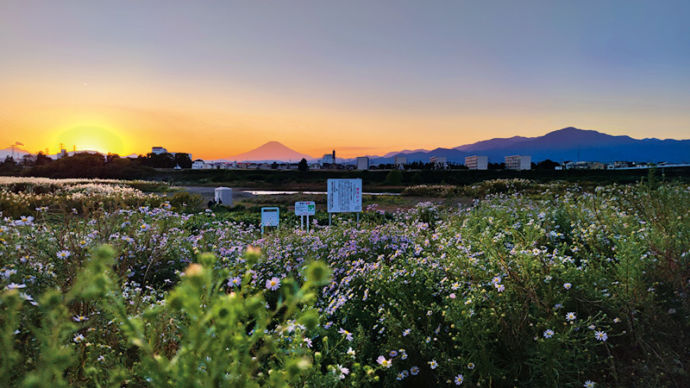 相模川川岸のカワラノギクと山々