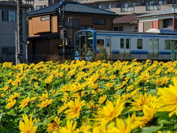 相模線線路沿いのひまわり畑