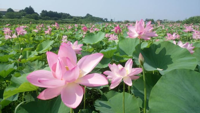 後藤花園の蓮畑で咲き誇る蓮