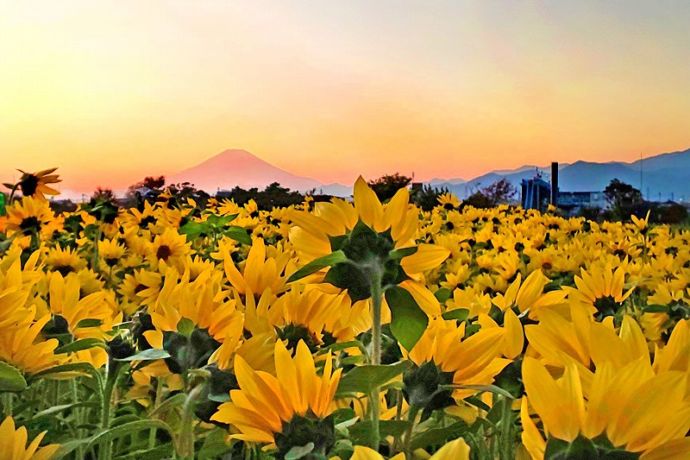 川とのふれあい公園の冬のひまわりと夕暮れ