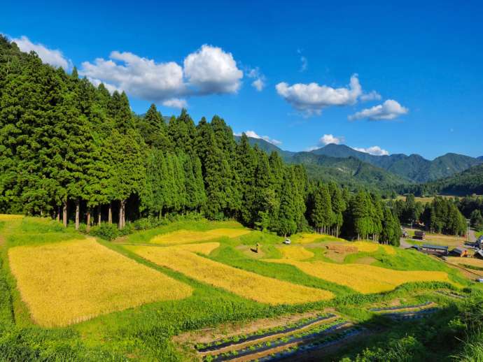 青々とした三条市の棚田