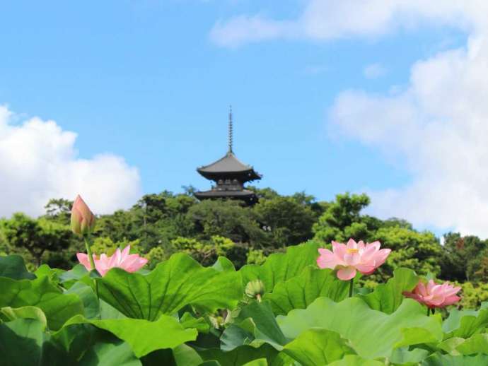 三溪園の蓮と三重塔