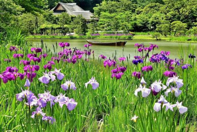 三溪園の花菖蒲と鶴翔閣