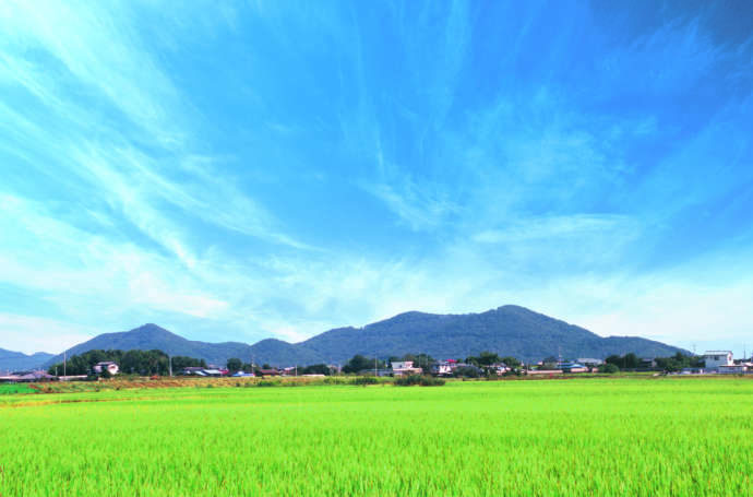 田んぼの向こうに三毳山