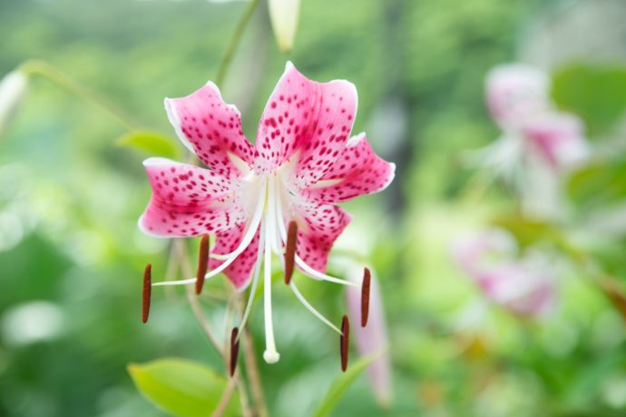 薩摩川内市の市花であるカノコユリ