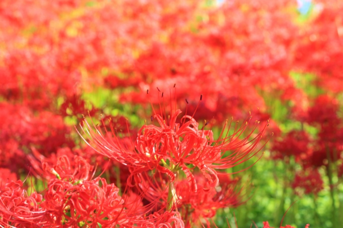 曼珠沙華の花