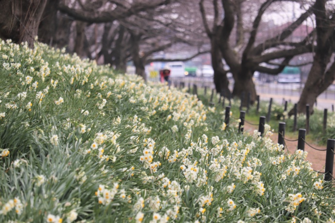 権現堂公園の水仙