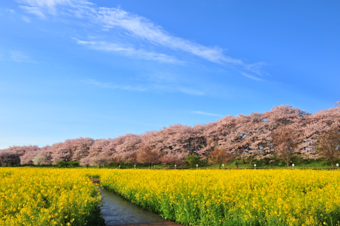 権現堂公園の桜堤