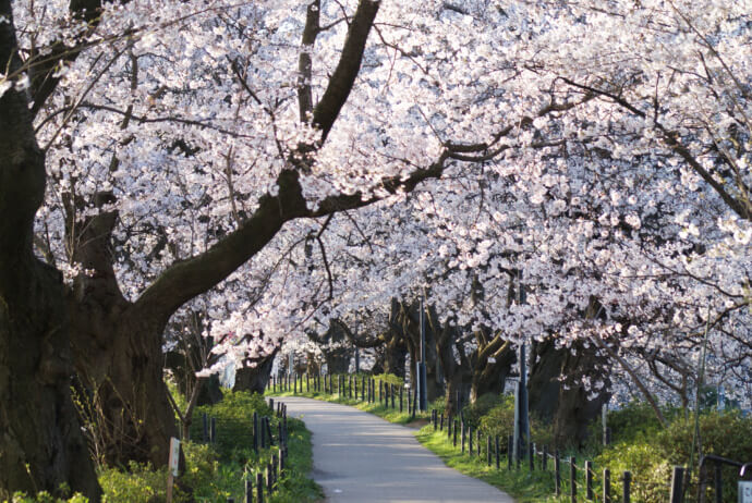 権現堂公園の桜堤。写真映えも抜群の桜堤は、コスプレイヤーからも人気だそう。駐車場が無料というのも嬉しいところ