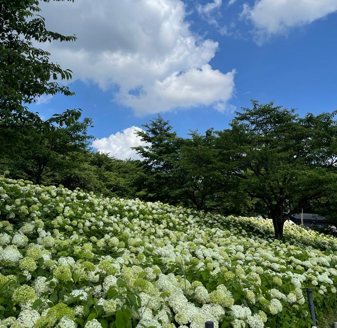 一面のあじさい。「桜の季節以外にも、四季折々に咲く花を」という思いから、さまざまな花が植えられた。最初に植えられたあじさいは、現在では10,000株に増えている