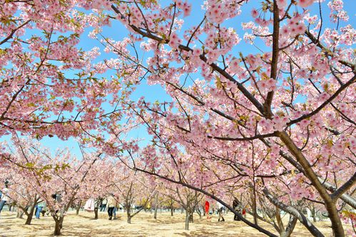 萩しーまーとの隣にある親水公園の河津桜