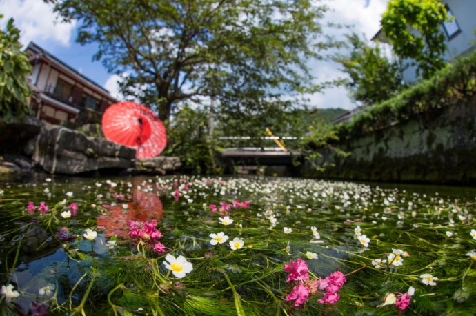 滋賀県米原市にある醒井地蔵川の梅花藻