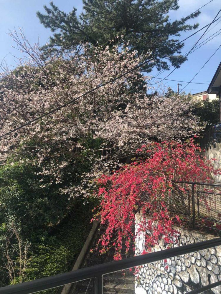 清光院の山道上からの眺め