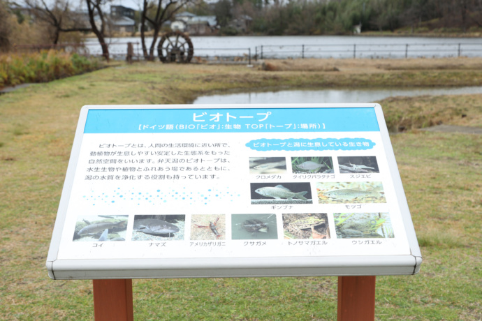 聖籠町内の公園にあるビオトープ