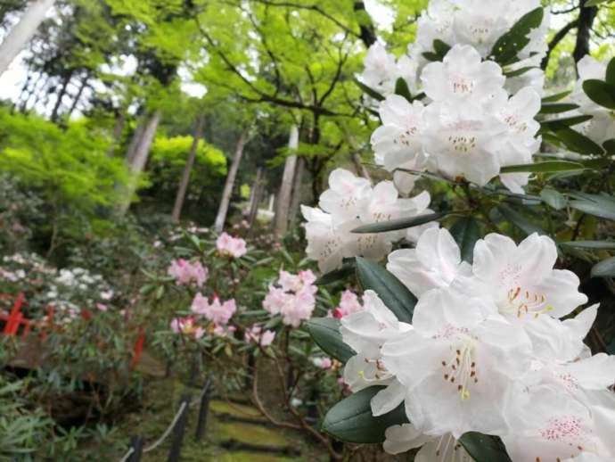 愛媛県大洲市丸山公園に咲くシャクナゲ