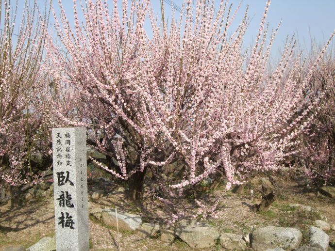 普光寺にある臥龍梅