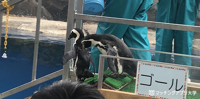 ペンギンフォト