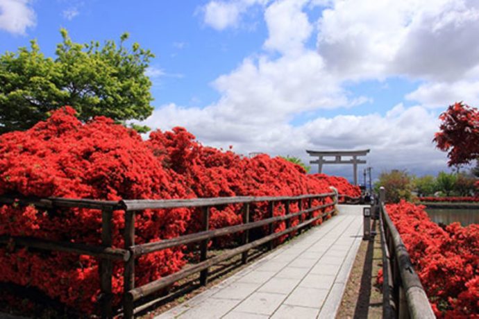 長岡天満宮の天然記念物キリシマツツジ